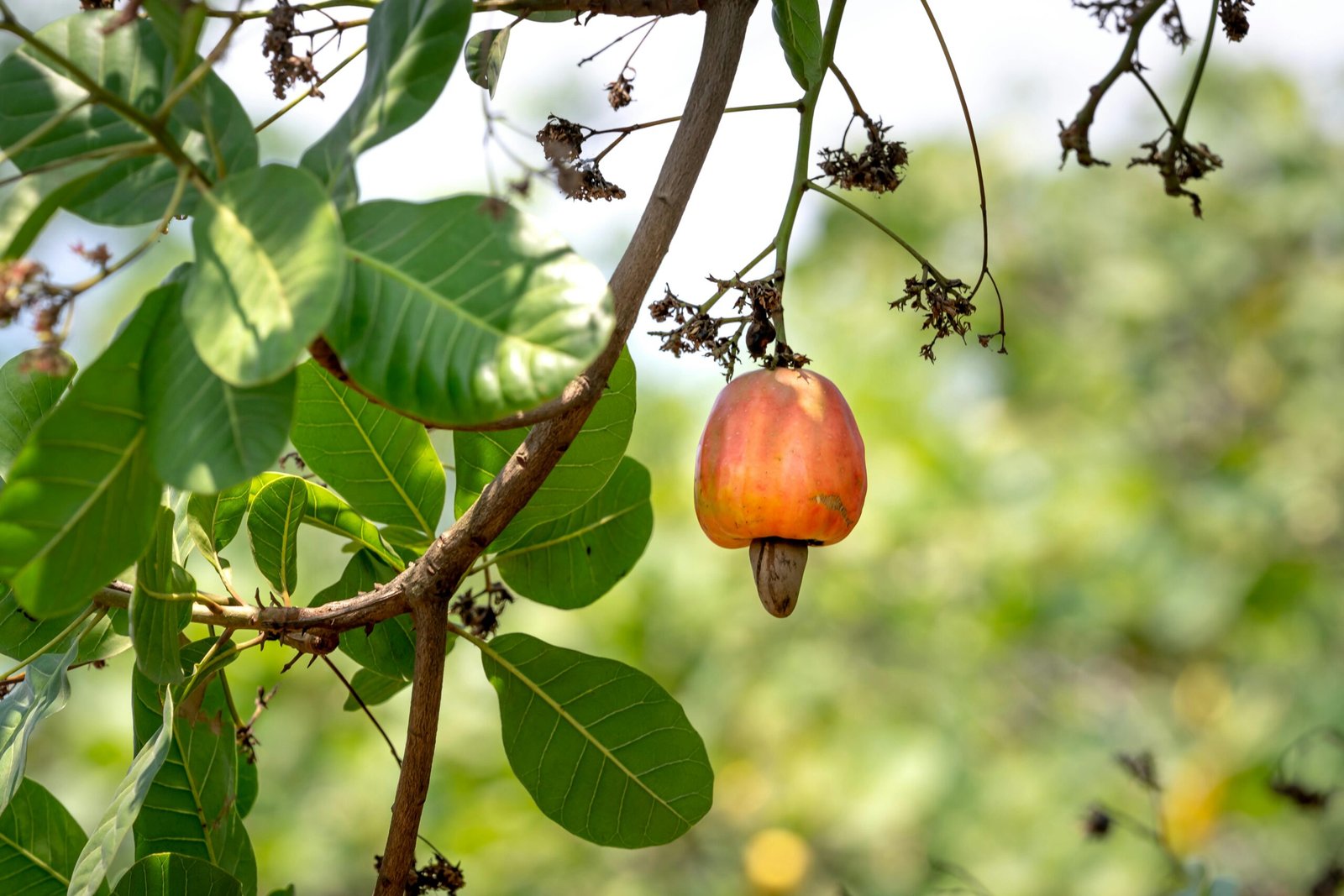 Close-up of a ripe cashew fruit hanging on a branch, showcasing nature's beauty.