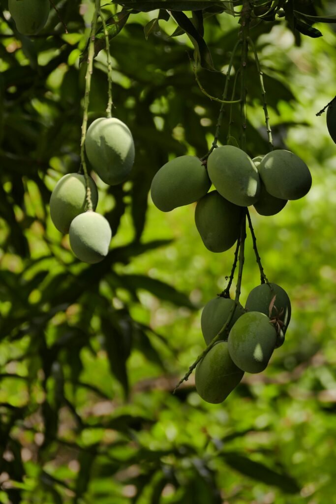 Cluster of green mangoes hanging on a tree against a lush green background.